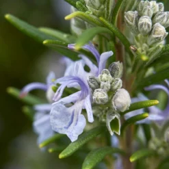 Fast Growing Trees Creeping Rosemary