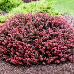 Fast Growing Trees Crimson Pygmy Barberry Shrub