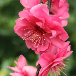 Fast Growing Trees Crimson Cascade Weeping Peach Tree