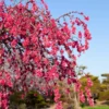 Fast Growing Trees Crimson Cascade Weeping Peach Tree