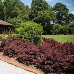 Fast Growing Trees Crimson Fire™ Loropetalum