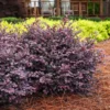 Fast Growing Trees Crimson Fire™ Loropetalum