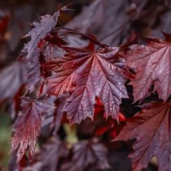Fast Growing Trees Crimson King Maple Tree