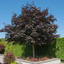 Fast Growing Trees Crimson King Maple Tree