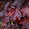 Fast Growing Trees Crimson King Maple Tree 1 Fast Growing Trees Crimson King Maple Tree