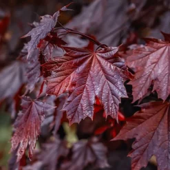 Fast Growing Trees Crimson King Maple Tree
