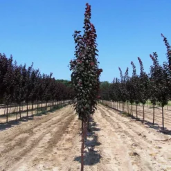 Fast Growing Trees Crimson Pointe™ Purple Leaf Plum Tree