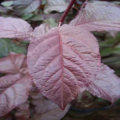 Fast Growing Trees Crimson Pointe™ Purple Leaf Plum Tree