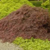Fast Growing Trees Crimson Queen Japanese Maple Japanese Maples