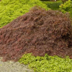 Fast Growing Trees Crimson Queen Japanese Maple Japanese Maples