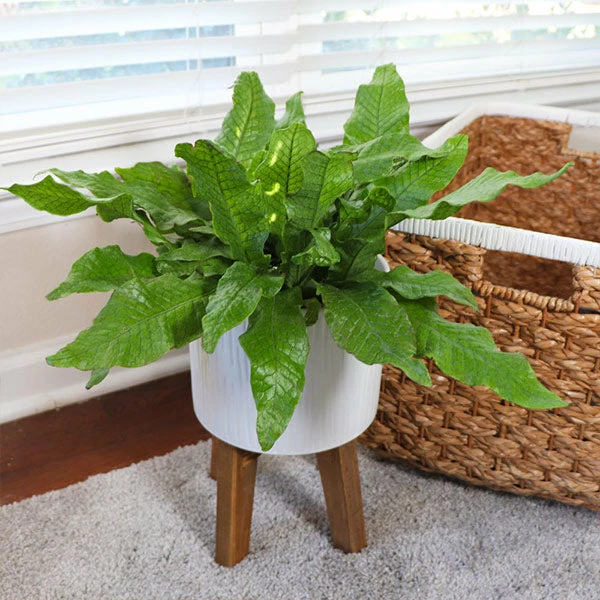 Fast Growing Trees Crocodile Fern 3 Fast Growing Trees Crocodile Fern