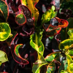 Fast Growing Trees Croton Plants Croton Mammy Plant