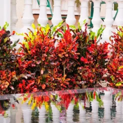 Fast Growing Trees Croton Plants Croton Mammy Plant