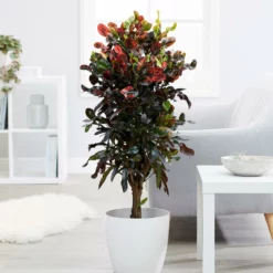 Fast Growing Trees Croton Plants Croton Mammy Plant