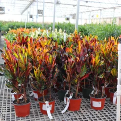 Fast Growing Trees Croton Plants Croton Mammy Plant