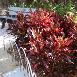 Fast Growing Trees Croton Plants Croton Mammy Plant