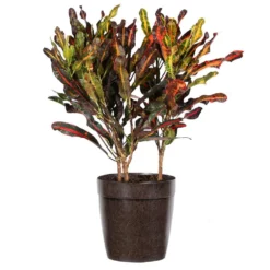 Fast Growing Trees Croton Plants Croton Mammy Plant