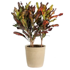 Fast Growing Trees Croton Plants Croton Mammy Plant
