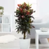 Fast Growing Trees Croton Plants Croton Mammy Plant