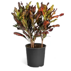 Fast Growing Trees Croton Plants Croton Mammy Plant