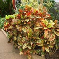 Fast Growing Trees Croton 'Petra' Plant