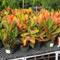 Fast Growing Trees Croton 'Petra' Plant