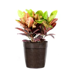Fast Growing Trees Croton 'Petra' Plant