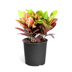 Fast Growing Trees Croton 'Petra' Plant