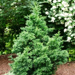 Fast Growing Trees Black Dragon Cryptomeria