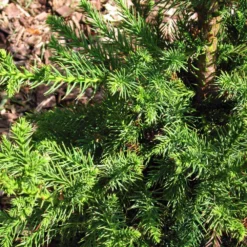 Fast Growing Trees Black Dragon Cryptomeria 8 Fast Growing Trees Black Dragon Cryptomeria