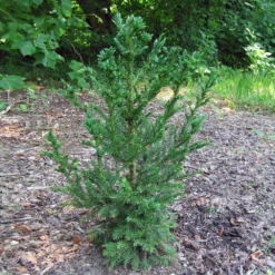 Fast Growing Trees Black Dragon Cryptomeria 9 Fast Growing Trees Black Dragon Cryptomeria