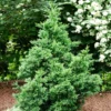 Fast Growing Trees Black Dragon Cryptomeria