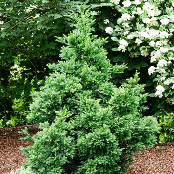 Fast Growing Trees Black Dragon Cryptomeria 3 Fast Growing Trees Black Dragon Cryptomeria