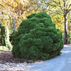 Fast Growing Trees Cryptomeria Trees Cryptomeria 'Globosa Nana' Shrub