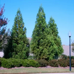 Fast Growing Trees Cryptomeria Radicans
