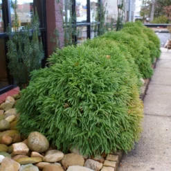 Fast Growing Trees Cryptomeria Trees Cryptomeria 'Globosa Nana' Shrub