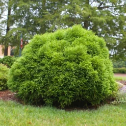 Fast Growing Trees Cryptomeria Trees Cryptomeria 'Globosa Nana' Shrub