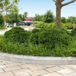 Fast Growing Trees Cryptomeria Trees Cryptomeria 'Globosa Nana' Shrub