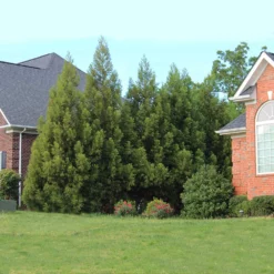 Fast Growing Trees Cryptomeria Radicans