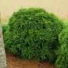 Fast Growing Trees Cryptomeria Trees Cryptomeria 'Globosa Nana' Shrub