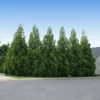 Fast Growing Trees Cryptomeria Radicans 1 Fast Growing Trees Cryptomeria Radicans
