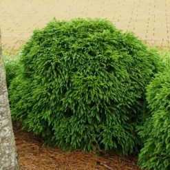 Fast Growing Trees Cryptomeria Trees Cryptomeria 'Globosa Nana' Shrub