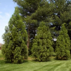 Fast Growing Trees Cryptomeria Trees Yoshino Japanese Cedar