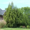 Fast Growing Trees Cryptomeria Trees Yoshino Japanese Cedar
