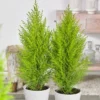 Fast Growing Trees Goldcrest Cypress Cypress Trees