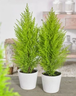 Fast Growing Trees Goldcrest Cypress Cypress Trees