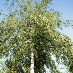 Fast Growing Trees Birch Trees Weeping Cutleaf Birch 9 Fast Growing Trees Birch Trees Weeping Cutleaf Birch