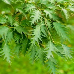 Fast Growing Trees Birch Trees Weeping Cutleaf Birch 10 Fast Growing Trees Birch Trees Weeping Cutleaf Birch