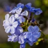 Fast Growing Trees Dark Blue Plumbago See All Shrubs & Hedges