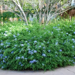 Fast Growing Trees Dark Blue Plumbago See All Shrubs & Hedges